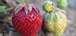 Description and characteristics of the Tago strawberry variety, cultivation technology