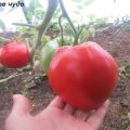 Характеристики и описание на сорта домати Сладко чудо, неговият добив