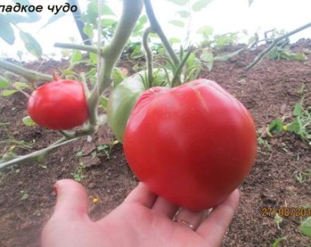 Characteristics and description of the tomato variety Sweet miracle, its yield