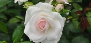 Beschreibung der Rosensorte Aspirin, Anbau, Pflege und Vermehrung