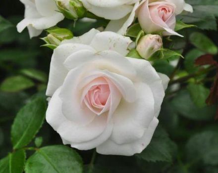 Description de la variété de rose Aspirine, culture, entretien et reproduction