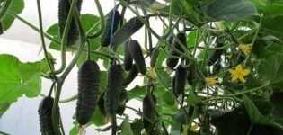 Description of the Dutch cucumber variety Director and its cultivation