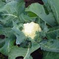 Hur man odlar och tar hand om blomkålen utomhus