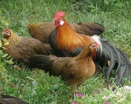 Description and conditions of keeping the Phoenix breed chickens