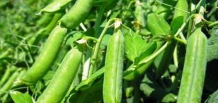 Como plantar ervilhas em uma janela em casa