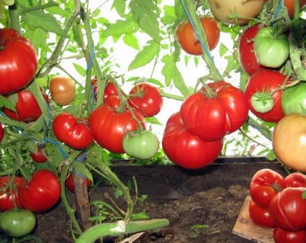 Egenskaber og beskrivelse af tomatsorten Babushkino Lukoshko, dens udbytte