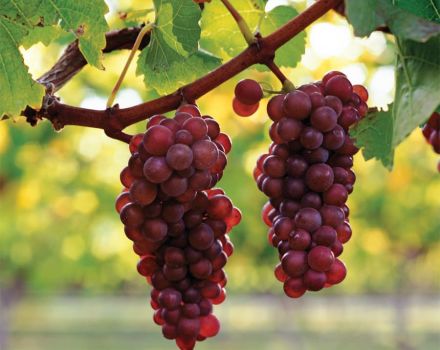 Описание и характеристики на гроздето, плюсовете и минусите на Pinot Grigio, отглеждането
