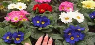Садња и брига о вишегодишњем вртном примроју, који расте из семенки