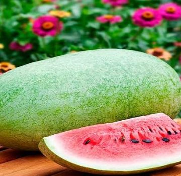 Descrição da variedade de melancia perto de Moscou Charleston Gray, características de cultivo e cuidado
