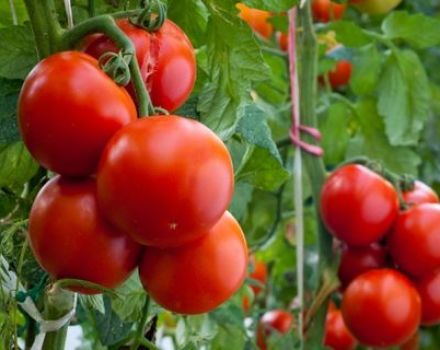 Κορυφή των καλύτερων ποικιλιών ντομάτας για την επικράτεια του Κρασνοντάρ σε ανοιχτό έδαφος