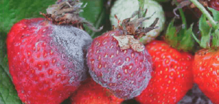 Ursachen für das Auftreten von Krankheiten und Schädlingen von Erdbeeren, Behandlung und Bekämpfungsmethoden