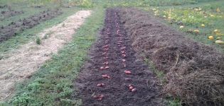 Quels engrais verts sont les mieux semés pour les pommes de terre à l'automne?