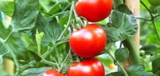 Descrição da variedade de tomate cúpulas russas, características de cultivo e cuidado