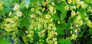 Wie man zu Hause Johannisbeeren aus Samen pflanzt und züchtet
