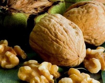 20 најбољих сорти ораха са описом и карактеристикама