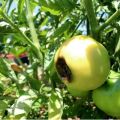Warum Tomaten im reifen Zustand schwarz werden können und was zu tun ist