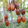 Περιγραφή της ποικιλίας της τομάτας Plum Black, τα χαρακτηριστικά της