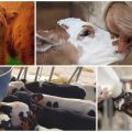 Was tun und wie man ein Kalb füttert, wenn es keine Milch trinkt?