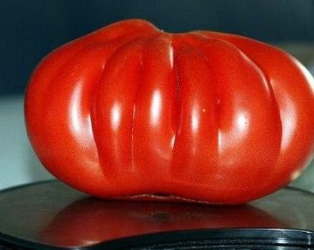 Характеристики и описание на сорта домат Сто килограма, неговият добив