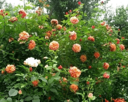 Description and characteristics of Aloha roses, planting and care rules, application