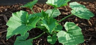Schema, wie man Zucchini auf freiem Feld formt und kneift