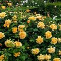 Description des variétés de rosiers grimpants à cultiver en Sibérie, soins et méthodes de reproduction