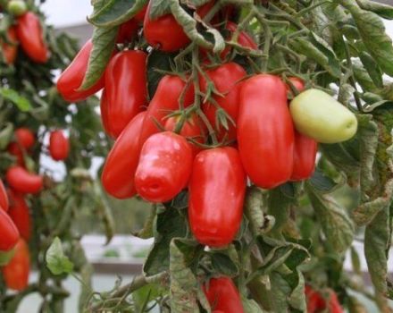 Descrição da variedade de tomate Pimenta, suas vantagens e desvantagens