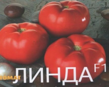 Карактеристике и опис сорте парадајза Линда