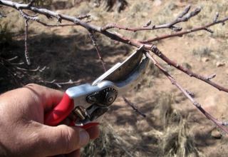 Πώς να κλαδέψετε σωστά τα βερίκοκα το καλοκαίρι, την άνοιξη και το φθινόπωρο και τα κοινά λάθη κηπουρικής