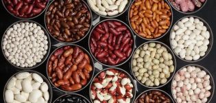 Technology for growing and caring for beans in the country in the open field