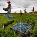 Descrição das variedades de mirtilo, como a baga cresce, plantio e cuidados, cultivo e reprodução