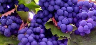 Које су користи и штете од различитих сорти грожђа за тело и његова лековита својства