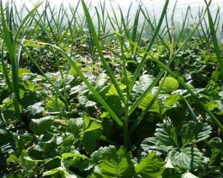 Is it possible to plant strawberries after garlic and vice versa