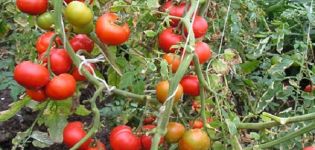 Beschreibung der Yula-Tomatensorte, Anbaueigenschaften und Ertrag