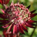 Pflanzen und Pflegen von Astrantia auf freiem Feld, eine Beschreibung von 20 Sorten und Arten