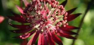 Pflanzen und Pflegen von Astrantia auf freiem Feld, eine Beschreibung von 20 Sorten und Arten