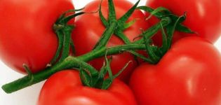 Descripción de la variedad de tomate subártico, sus características y cultivo.