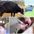Αιτίες μόλυνσης και συμπτώματα babesiosis στα βοοειδή, μέθοδοι θεραπείας και πρόληψης