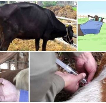 Galvijų infekcijos priežastys ir babeziozės simptomai, gydymo ir prevencijos metodai