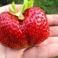 Opis i cechy odmiany truskawki Gigantella, sadzenie, uprawa i pielęgnacja