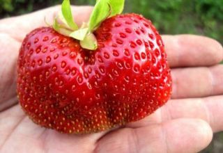 Descrição e características da variedade de morango Gigantella, plantio, cultivo e cuidados