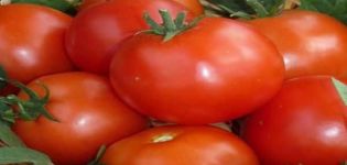 Beschreibung der Pablo-Tomatensorte, Ertrag und Anbau