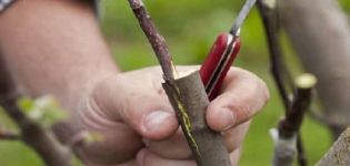 Wie man im Sommer, Frühling und Herbst einen Apfelbaum mit frischen Stecklingen für Anfänger Schritt für Schritt richtig pflanzt
