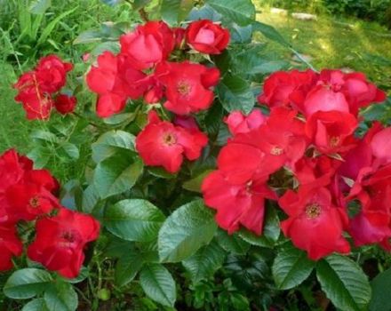 Descrição e características das rosas Robusta, sutilezas de plantio e cuidados