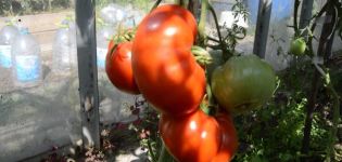Beschreibung der Tomatensorte Gigant Novikova, Bewertungen und Ertrag