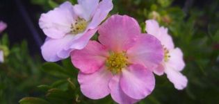 Описание и характеристики на сортовете Potentilla Princess, засаждане и грижи
