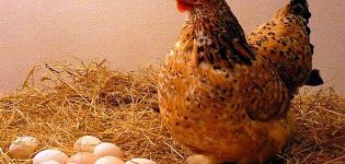 Dlaczego kury składają jaja w cienkich skorupkach i co robić, jak karmić