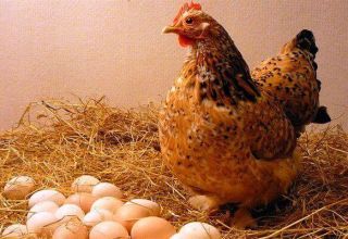 Por que as galinhas botam ovos com cascas finas e o que fazer, como se alimentar