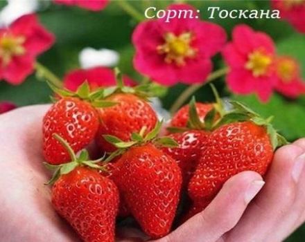 Opis a charakteristika odrody jahôd Toskánsko, pravidlá pestovania