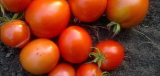 Descripción de las características de la variedad de tomate Angelica